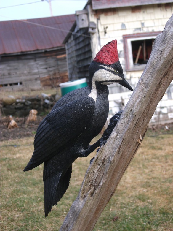 Woodpecker, Jenifer Couperus